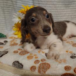 Carmen - Piebald female Dachshund puppy in Hudson, Michigan from Mittentail Kennel Miniature Dachshunds & Australian Shepherds