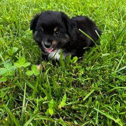 Breve - Black tri female Miniature Australian Shepherd puppy in Mount Carmel, Tennessee from Hill Top Mini Aussies