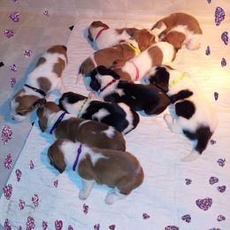 Basset Hound and Bloodhound Puppies from Out Law Hounds Den