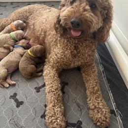 Bernedoodle and Goldendoodle All Grown Up from Allie's Southern Doodles