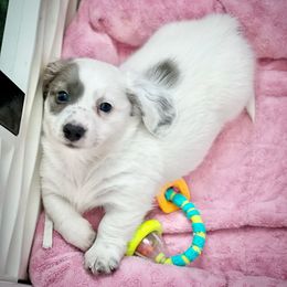 Dachshund Puppies from Gypsy Miniature Dachshunds