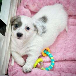 Dachshund Puppies from Gypsy Miniature Dachshunds