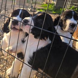 Gilmore Girl - Black and white female English Springer Spaniel puppy in Kernville, California from Karen's English Springer Spaniels