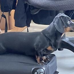 Snickers - Dachshund