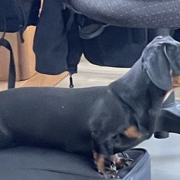 Snickers - Dachshund