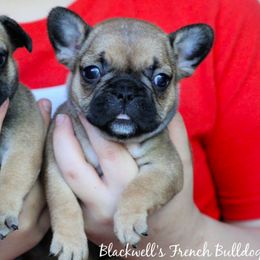 American Bulldog and French Bulldog Puppies from Blackwell's American & French Bulldogs