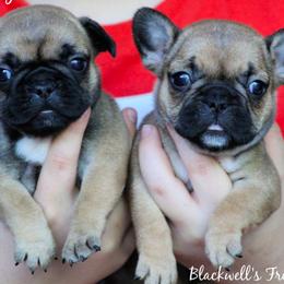American Bulldog and French Bulldog Puppies from Blackwell's American & French Bulldogs