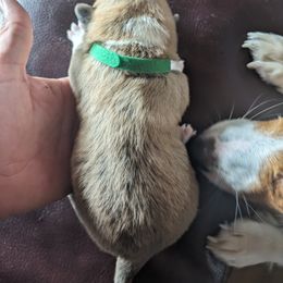 Pembroke Welsh Corgi Puppies from Jersey Shore Corgis