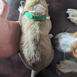 Pembroke Welsh Corgi Puppies from Jersey Shore Corgis