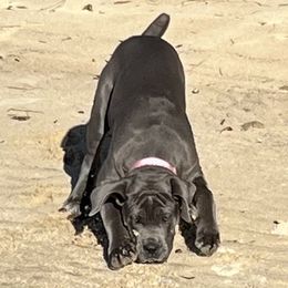 Cane Corso and Shetland Sheepdog Puppies from Redemption Kennels