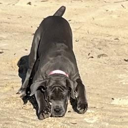 Cane Corso and Shetland Sheepdog Puppies from Redemption Kennels