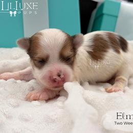 Elmer - Merle male Morkie puppy in Scottsdale, Arizona from Lil Luxe Pups