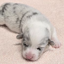 ZEKE - Blue merle and white male American Corgi puppy in Walker, Iowa from Double K Corgis