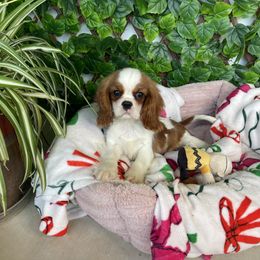 Sugar's Tiny Girl 2 - Blenheim female Cavalier King Charles Spaniel puppy in Loco, Oklahoma from Sweet Heart Cavaliers