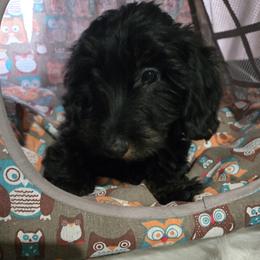 Puppy 3 - Black and tan male Dachshund puppy in Anamosa, Iowa from Melsh Precious Pets