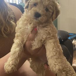 Maltipoo Puppies from Third Coast Maltipoos