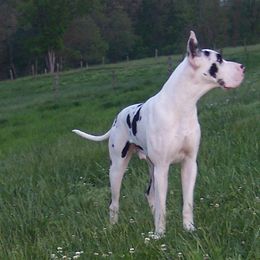 Great Danes from Boulder View Danes