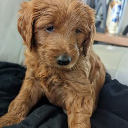 Goldendoodles from Megs Goldendoodles