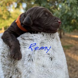 Goldendoodle Puppies from O’Doodle Clan Goldendoodles