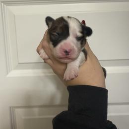 Rumi- AKC fluffy female - White and red female Pembroke Welsh Corgi puppy in Red Bluff, California from Wilder Ranch Corgis