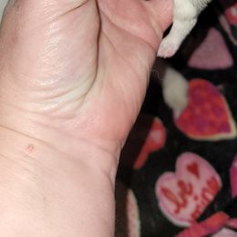 Pomeranian Puppies from Paradise Point Pomeranians