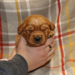 Saffron - Dark golden male Golden Retriever puppy in New Weston, Ohio from Bertke AKC Golden Retrievers and Bernese Mountain Dogs