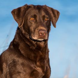 Preacher - Labrador Retriever