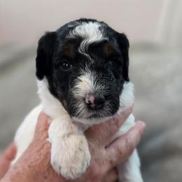 Pumpkin - Tri-color female Bernedoodle puppy in Malden, Illinois from Doting Doodles