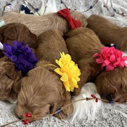 Goldendoodles from Maple Blossom Doodles