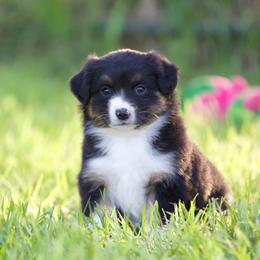 Btf1 - Black tri female Miniature American Shepherd puppy in Stephenville, Texas from Diamond H Aussies