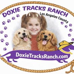Dachshund Puppies from DTR