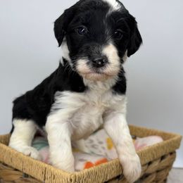 Prancer - Black and white female Sheepadoodle puppy in Greeneville, Tennessee from Smokey Mountain Sheepadoodles