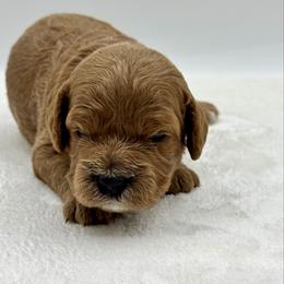 Pineapple - Red female Cavapoo puppy in La Vernia, Texas from Texas Teddy Bears