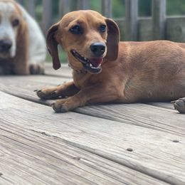 Lettie - Dachshund