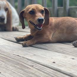 Lettie - Dachshund