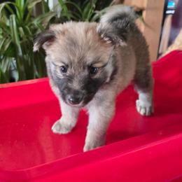 Togo - Cream and white male Icelandic Sheepdog puppy in Mariposa, California from Glacier Point Icelandics