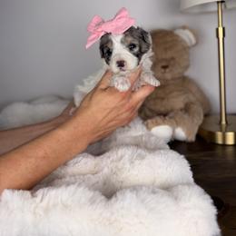 Iris - Grey and white female Bernedoodle puppy in Sweetwater, Florida from Sandy Snout Doodles