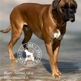 Taking deposits on our next litter with Fynn and Charlie - Fawn male Boxer puppy in Plainville, Connecticut from AKC Boxer Club Plainville and Plank trail boxers