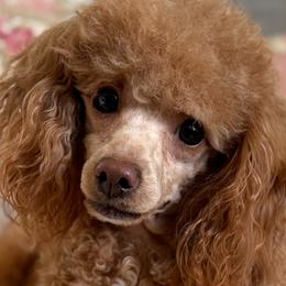 Cavapoos and Poodles from Autumn Poodles/Doodles
