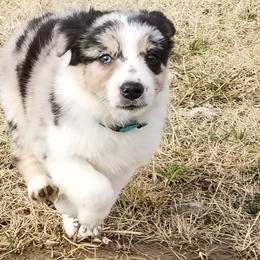 Border Collie Puppies from Bond Border Collies