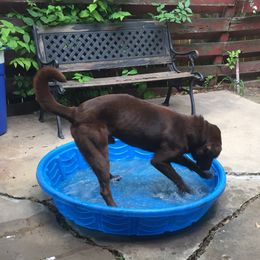 Louie - Labrador Retriever