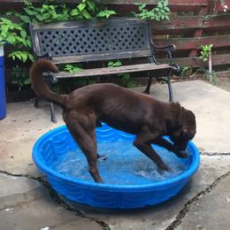Louie - Labrador Retriever
