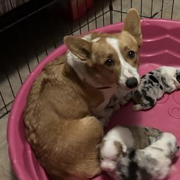 Stella - Pembroke Welsh Corgi