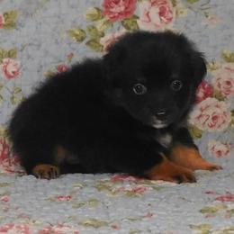 Hazelnut - Black tri female Toy Australian Shepherd puppy in Okeana, Ohio from Fetching Toy Aussies