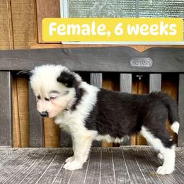 Yellow Collar - Black and white female Yakutian Laika puppy in Bethel, Ohio from Caldersong Kennels