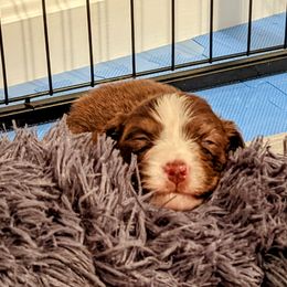 Australian Shepherd Puppies from Ocean Cliff Aussies