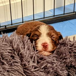 Australian Shepherd Puppies from Ocean Cliff Aussies