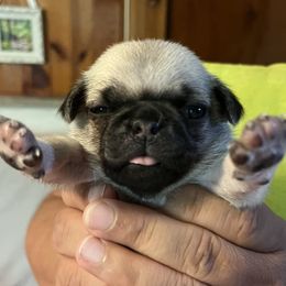 Girl 3 - female Pug puppy in Black Mtn, North Carolina from Southern Pugs