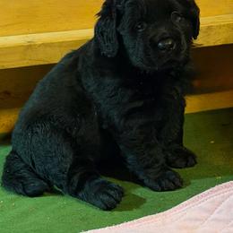 NASDAq - Black male Labrador Retriever puppy in Hartland, Vermont from Enlightened Labs