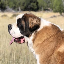Aussiedoodles, Goldendoodles, Poodles, Saint Berdoodles, Saint Bernards, and Sheepadoodles from Rocky Ridge Ranch
